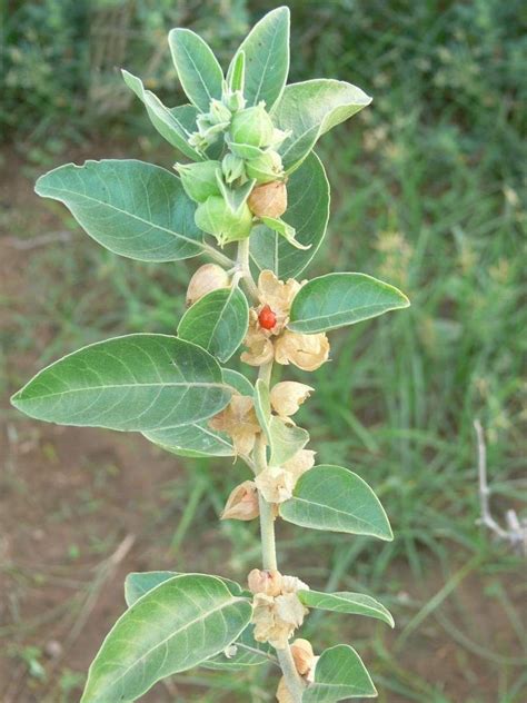 Ashwagandha I Solanaceae I Indian Ginseng I Poison gooseberry