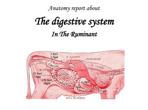 Ruminant Digestive System In Order