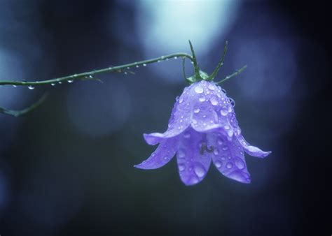 Water Drops On Flowers Photo Contest Winners - VIEWBUG.com