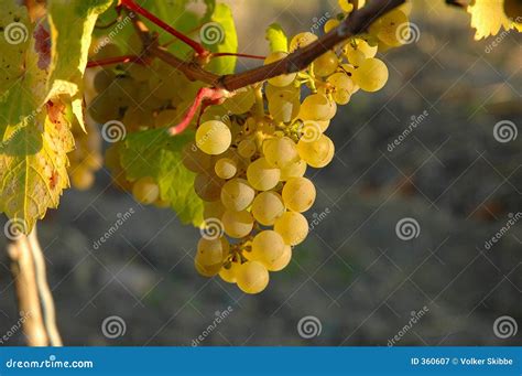 Riesling Grapes stock image. Image of countryside, closeup - 360607