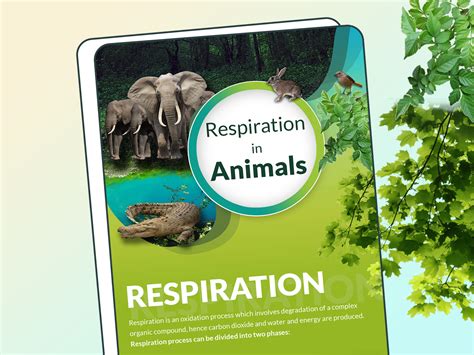 Respiration in Animals by Meena on Dribbble