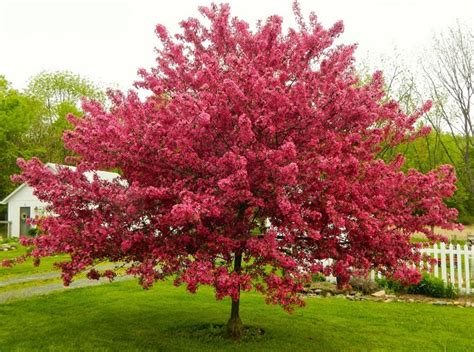 Few Ideas & Tips How To Select Trees for Your Yard | Ideas For Blog