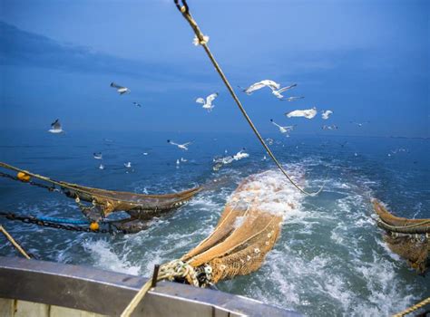 Is fishing with electricity less destructive than digging up the seabed with beam trawlers ...