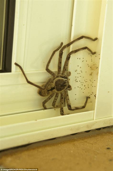 Huge huntsman spider pictured trying to sneak into a house in Australia | Daily Mail Online