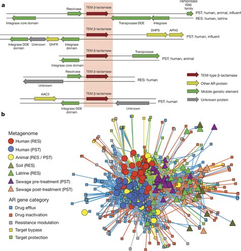 Understanding the Dissemination of Antibiotic Resistance Gen | Microbiology