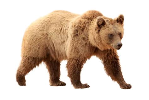 Grizzly Bear Animal Facts | Ursus Arctos Horriblis | AZ Animals