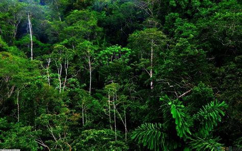 Rainforest Rain | Rainforest plants, Rainforest pictures, Nature wallpaper