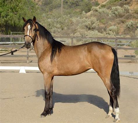 Tall, Gorgeous Sooty Buckskin Morgan Filly | Western pleasure horses, Morgan horse, Horses