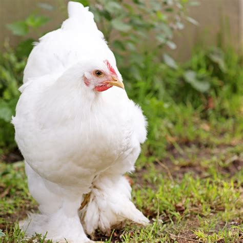 7 Best Feather Footed Chicken Breeds - Audrey's Little Farm