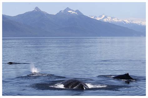 Alaska Whale Watching Cruises and Wildlife Tours | MV Discovery