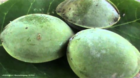 Buah Pohon Ketapang Atau Terminalia Catappa - YouTube