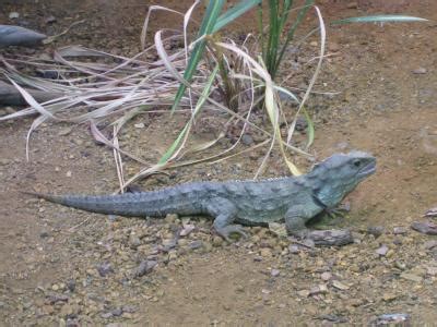 Tuatara iconic New Zealand reptile shows chewing is not just for mammals