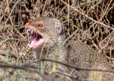 Invasive Mongoose Hitchhike on Cargo Ship Coming to South Florida ...