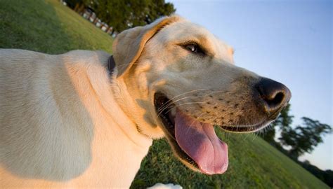 Why Do Dogs Pant - Fascinating Facts About Panting In Dogs