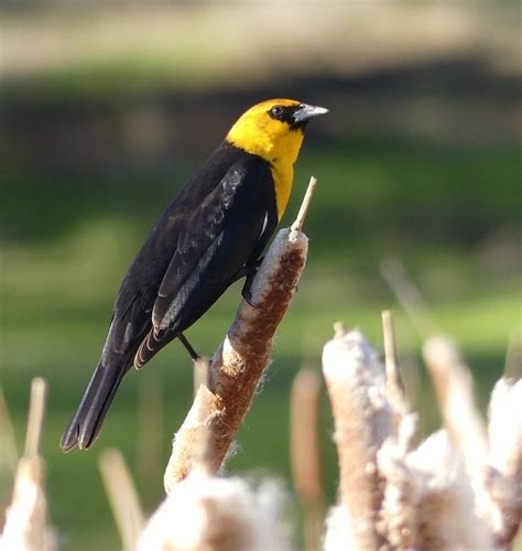 8 Yellow and Black Birds You Should Look For - Birds and Blooms