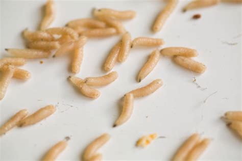 Royalty Free Maggot Pictures, Images and Stock Photos - iStock