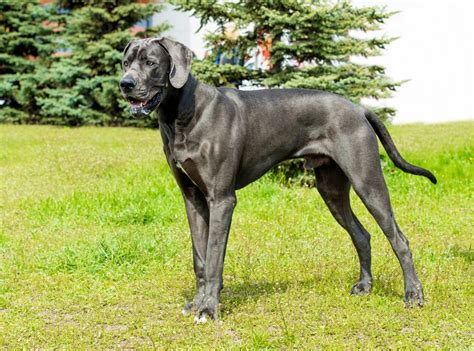 Blue Great Dane: Are You Prepared For A Good Thing? - Great Dane K9