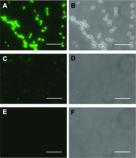 Fluorescein isothiocyanate (FITC) binds to the surface of SPs. (A, B ...