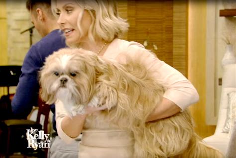 Kelly Ripa, Ryan Seacrest Debut the New Super Couple — Their Dogs!