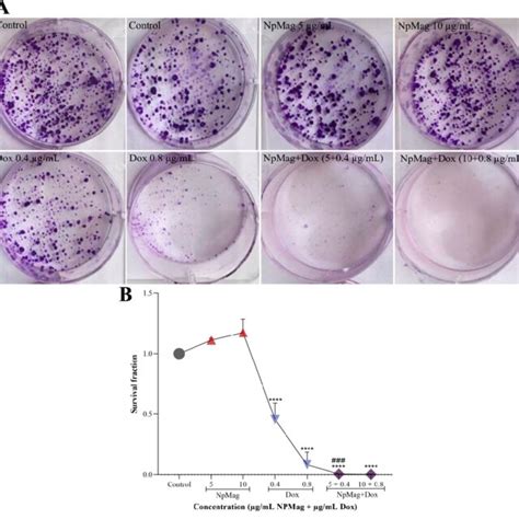 Surviving fraction of the clonogenic assay in breast cancer cells ...