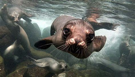 Here's looking a you, underwater, seal, close up, galapagos Islads, HD ...