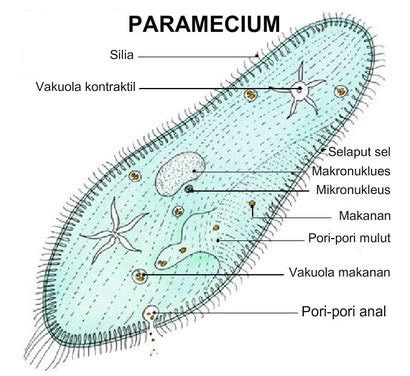 Paramecium Cell Membrane Drawing