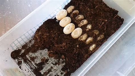 Incubation of Box Turtle Eggs - YouTube