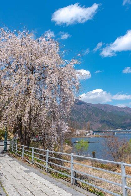 Parque do lago kawaguchi na primavera kawaguchiko cherry blossoms festival prefeitura de ...