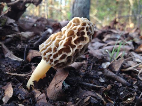 Michigan’s morel mushroom guide - Empowering Michigan