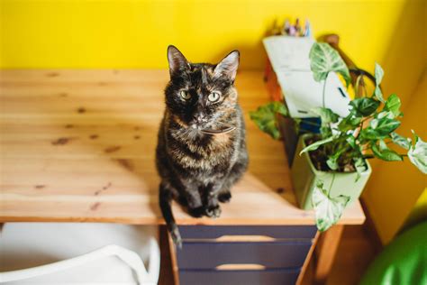 Why Are Male Calico Cats So Rare?