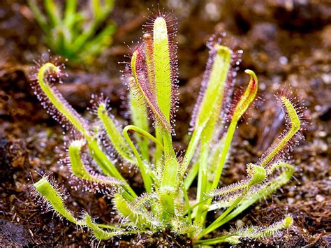 Sundew | plant | Britannica.com