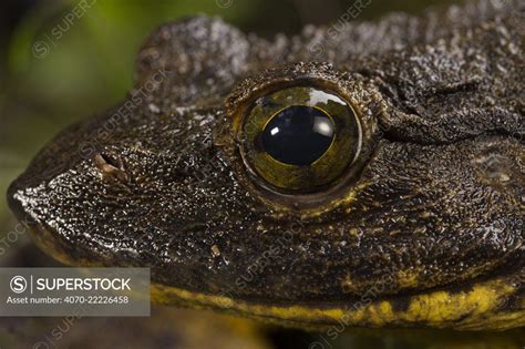 Goliath frog (Conraua goliath) portrait, Cameroon. - SuperStock