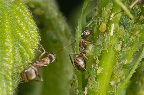 The Symbiosis Of Ants And Aphids Two Ants Grazing His Herd Stock Photo - Download Image Now - iStock