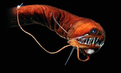 Deep sea Dragonfish | Deep sea creatures, Deep sea life, Deep sea animals