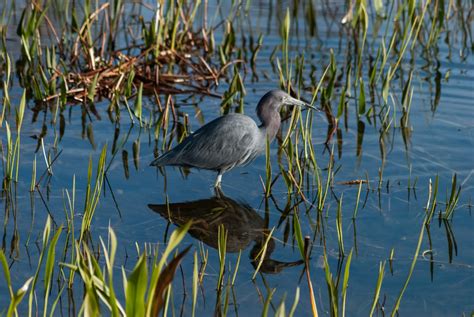 Little Blue Heron