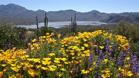 Where to see the best desert wildflowers in Phoenix