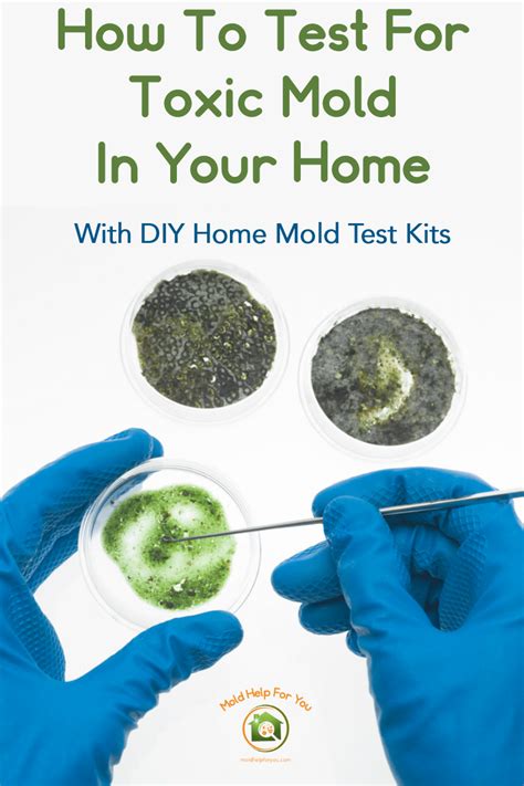 The Best DIY Mold Test Kits | Mold Help For You