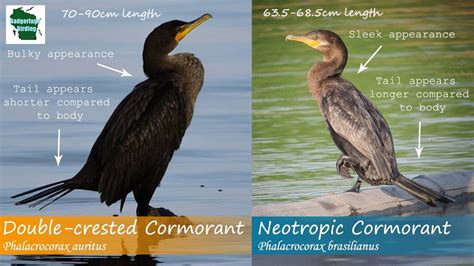 Double Crested Cormorant Juvenile