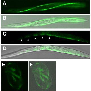 The amino acid sequence of individual C. elegans genes was obtained ...