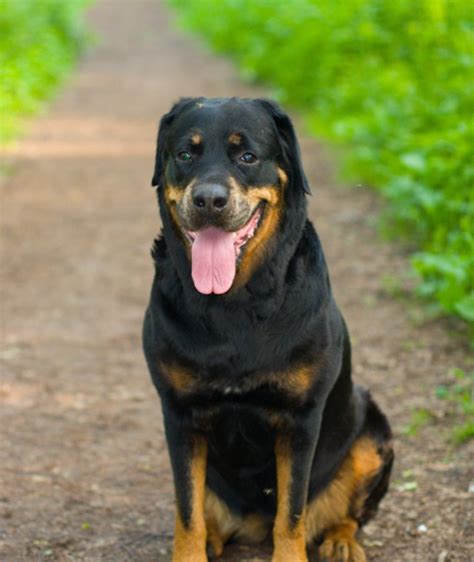 12 Favorite Black Dog Breeds | Mom.com