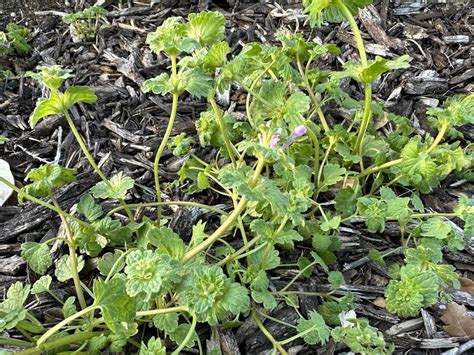 How to Control Henbit Lawn Weed (Lamium amplexicaule) - Gardening Channel