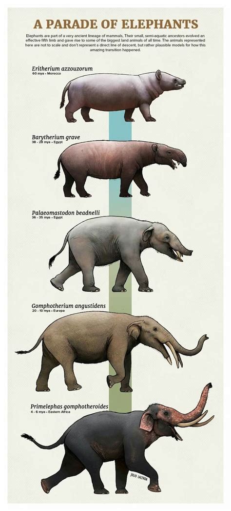 Exemplo de elefantes do continente…. | Prehistoric animals, Ancient animals, Prehistoric animals ...