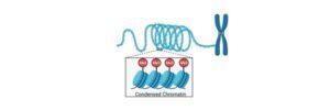 Cistron: Definition, Function, and Example I Research Tweet