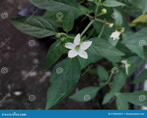 Chili Flower stock image. Image of sale, outdoor, green - 270564321