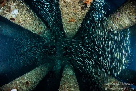 Wide Angle Underwater Photo Tutorial on the California Oil Rigs - Underwater Photography Guide