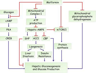 Metformin Mechanism Of Action Diabetes - DiabetesWalls