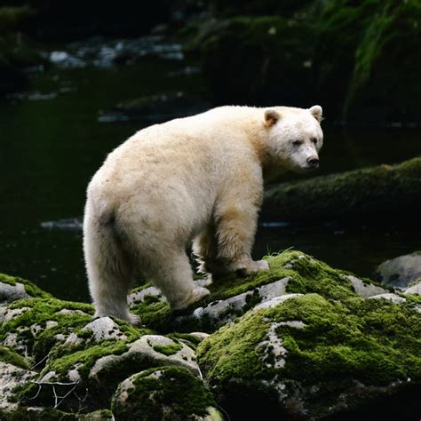 Spirit Bear, Great Bear Rainforest – CIRCA 1983