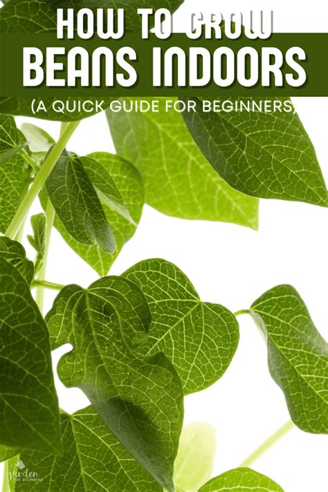 Growing Beans Indoors - Garden for Beginners