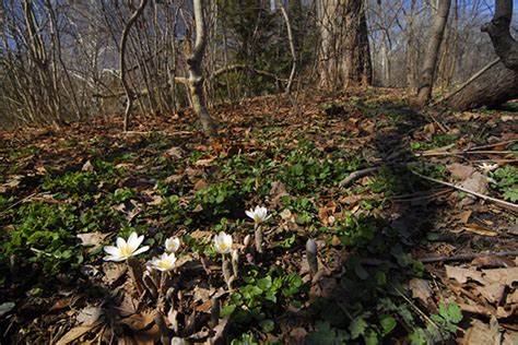 The magic of early spring-blooming wildflowers – CornellBotanicGardens