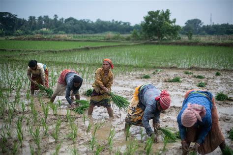 India Rice Crop Suffers Setback as Patchy Rains Reduce Plantings ...